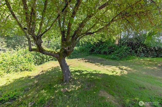 325 E State Route 4, Cathlamet, WA 98612 - view of green lawn