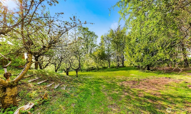1416 Marietta Ave, Bellingham, WA 98226 - view of green lawn
