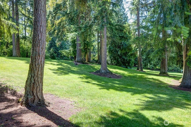 14430 SE 18th St, Bellevue, WA 98007 - view of green lawn