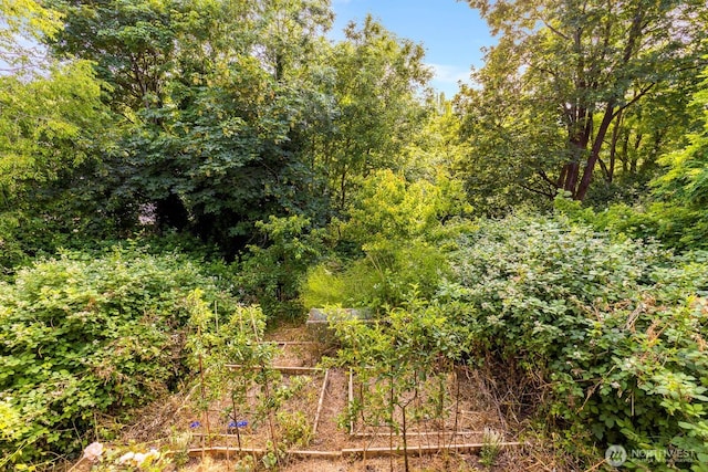 5175 42nd Ave S, Seattle, WA 98118 - view of local wilderness