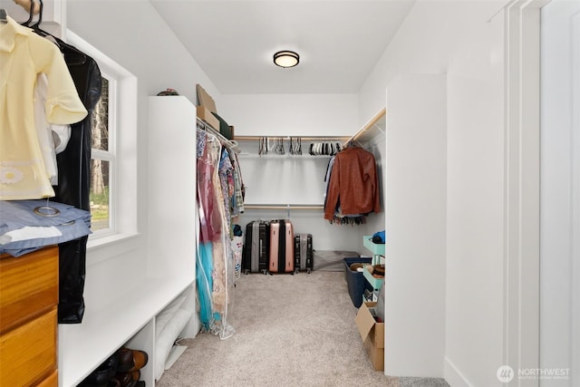 809 NW Gertrude Ave, Winlock, WA 98596 - walk in closet featuring carpet floors