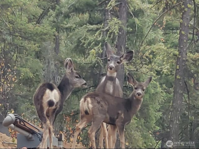 7797 Brender Canyon Rd, Cashmere, WA 98815 - photo 17