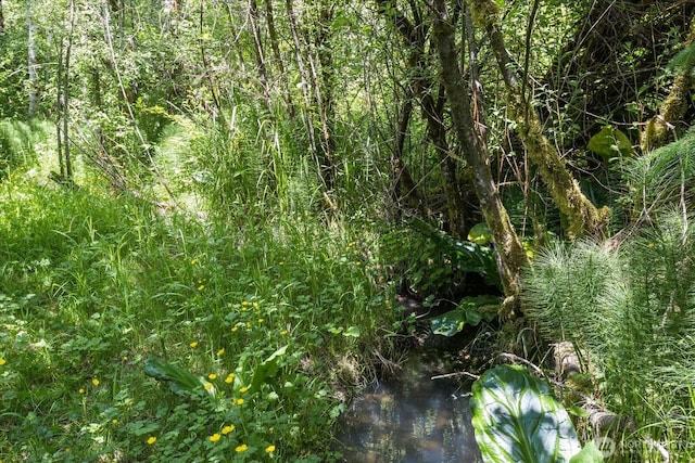 48911 Mountain Loop Hwy, Granite Falls, WA 98252 - view of undeveloped land