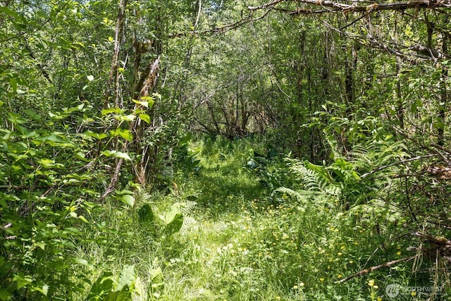 48911 Mountain Loop Hwy, Granite Falls, WA 98252 - view of tree filled area