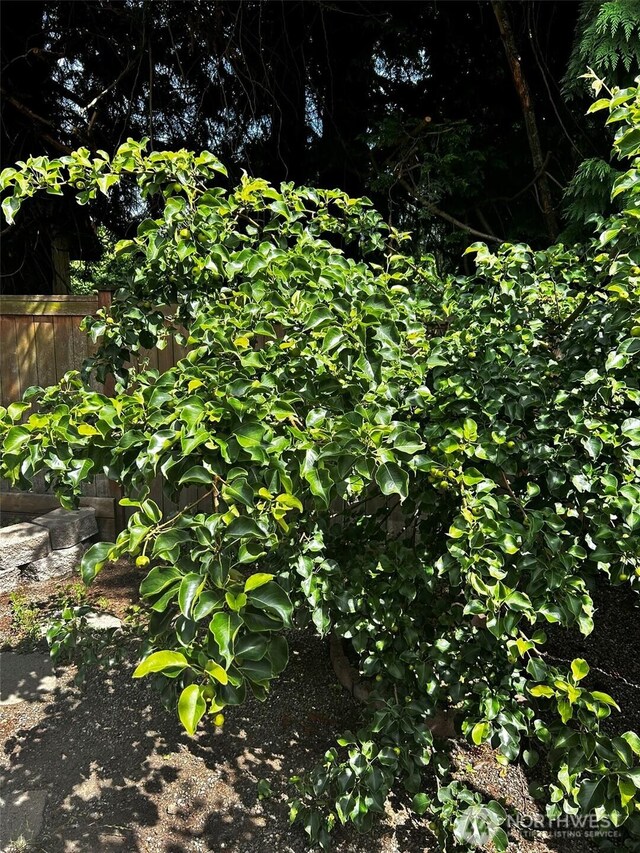 2011 85th Street Ct E, Tacoma, WA 98445 - view of nature
