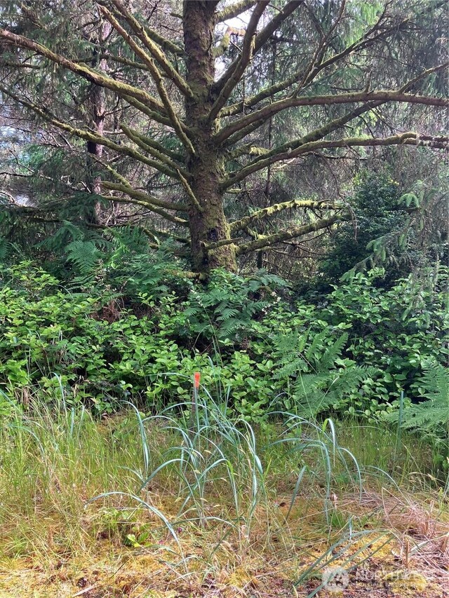 0 143rd Pl, Long Beach, WA 98631 - photo 8