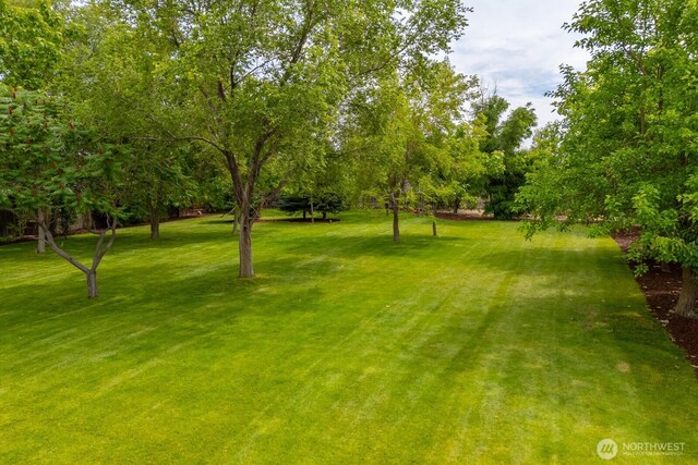 7649 Mcdougal Ave NE, Moses Lake, WA 98837 - view of grassy yard with view of wooded area