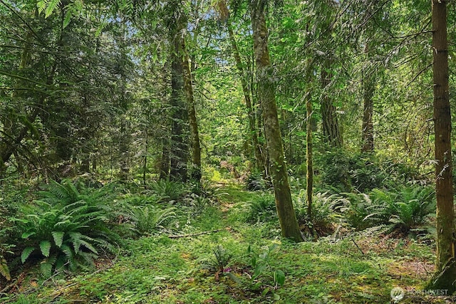 view of woods