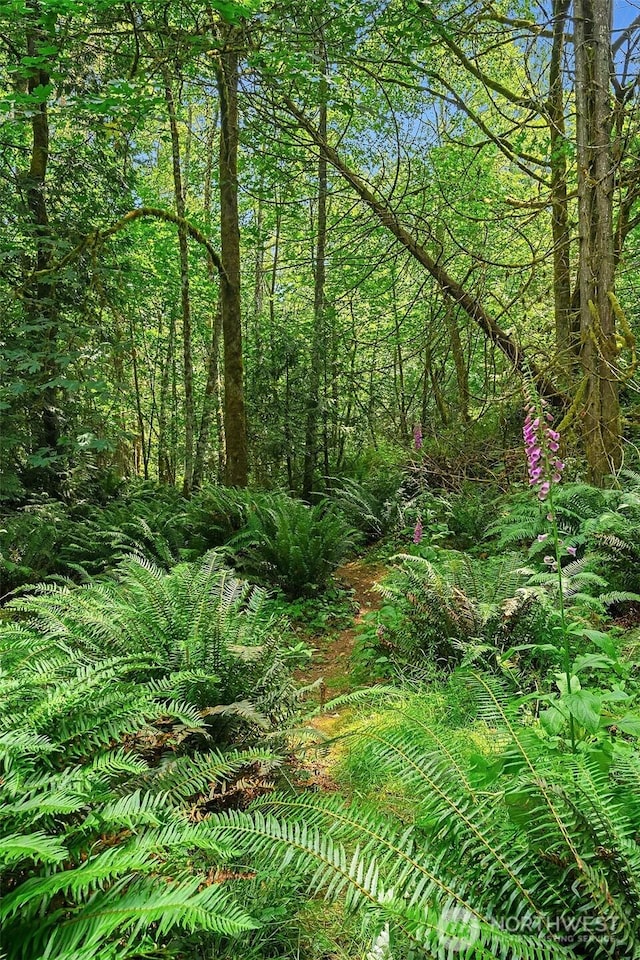 view of woods