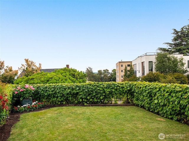 526 W Kinnear Pl, Seattle, WA 98119 - view of green lawn