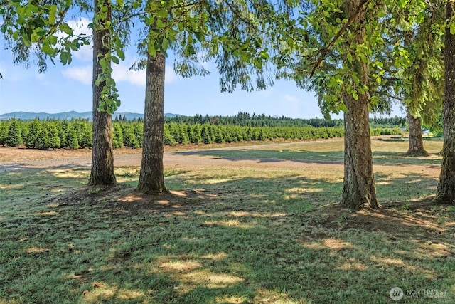 203 Pinkerton Rd, Ethel, WA 98542 - photo 32