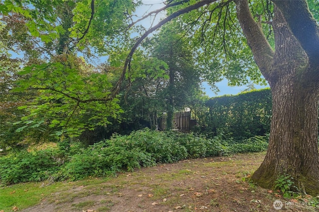 2726 34th Ave S, Seattle, WA 98144 - view of yard featuring a view of trees