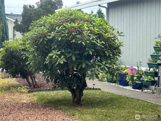 3611 I St NE Unit 291, Auburn, WA 98002 - view of yard