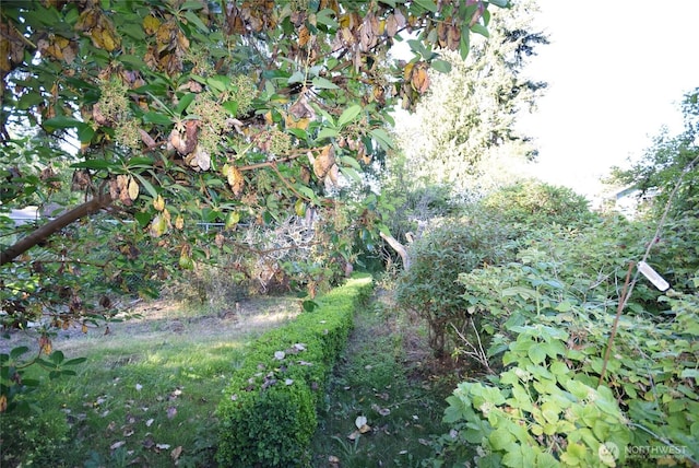 990 Madrona Way, Sequim, WA 98382 - view of undeveloped land