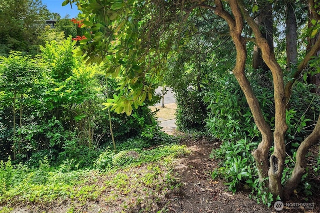 5115 NE Latimer Pl, Seattle, WA 98105 - view of undeveloped land
