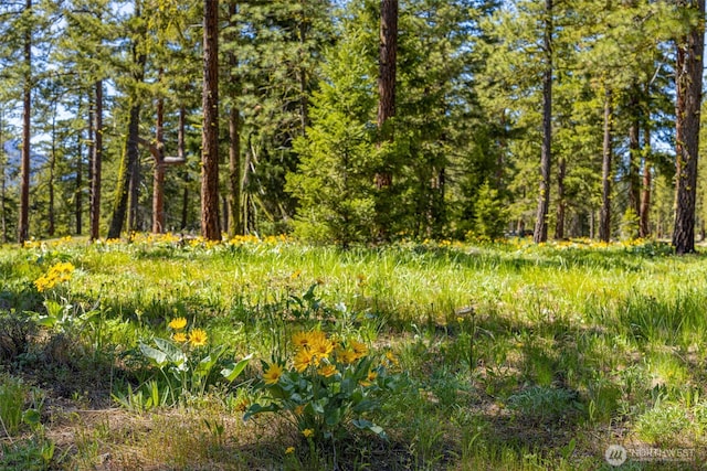 161 Plateau Loop, Cle Elum, WA 98922 - view of woods