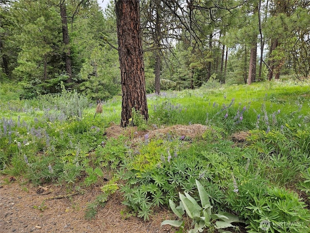 0 Muledeer Rd, East Wenatchee, WA 98802 - photo 4