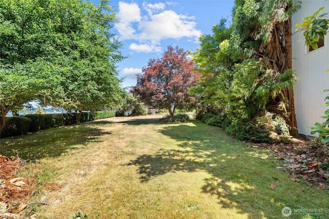 5225 Illahee Ln NE, Olympia, WA 98516 - view of green lawn