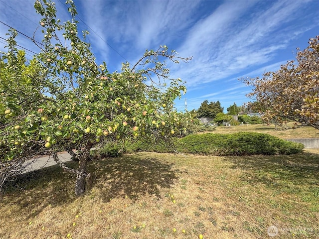 101 E Whidby Ave, Port Angeles, WA 98362 - view of green lawn