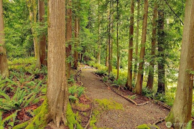 4210 Lakeway Dr, Bellingham, WA 98229 - view of woods