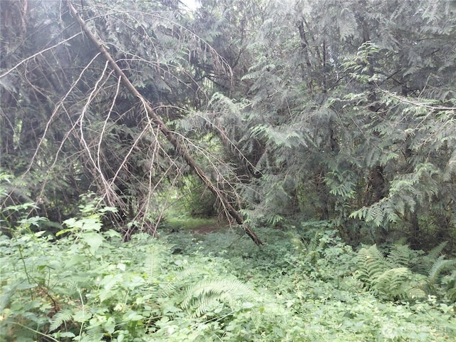 134 St Lawrence Dr, Onalaska, WA 98570 - view of tree filled area