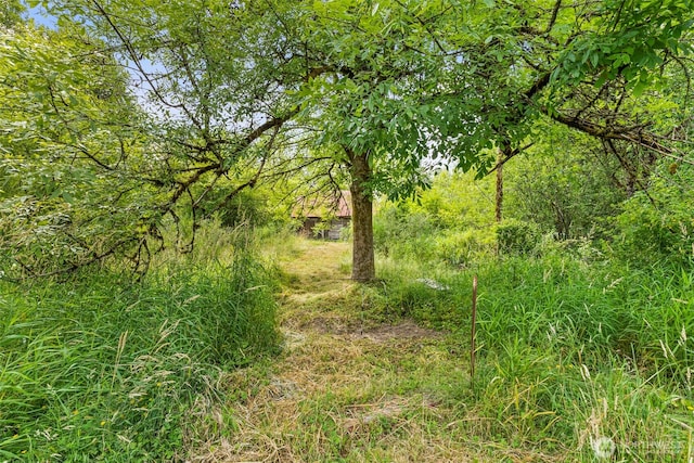 174 Skinner Rd, Chehalis, WA 98532 - view of local wilderness