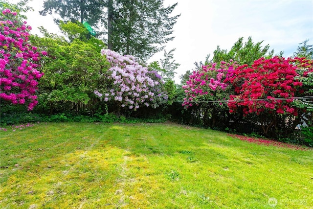1209 Yew St, Bellingham, WA 98229 - view of green lawn