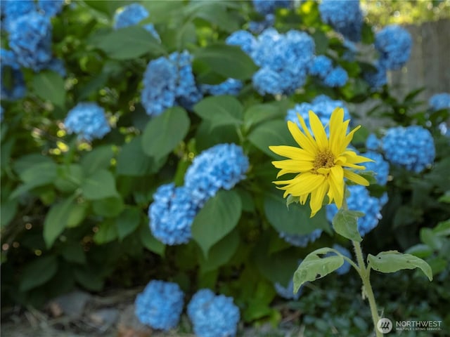1908 SE 21st Pl, Renton, WA 98055 - photo 24