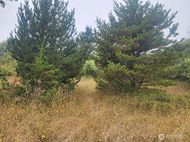 442 Canal Dr NE, Ocean Shores, WA 98569 - photo 9