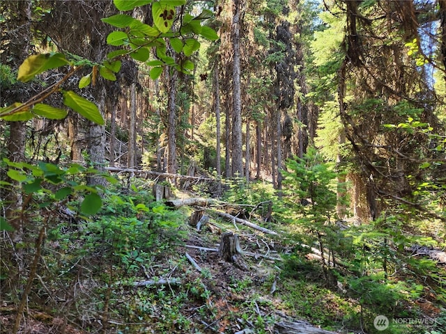 0XX E Fork Cougar Creek Rd, Wauconda, WA 98859 - photo 13