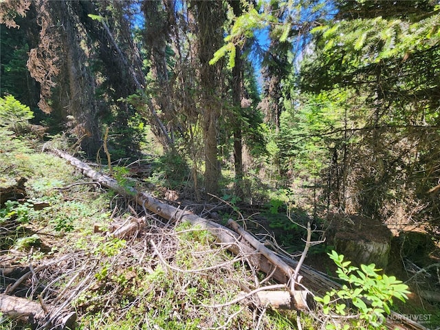 0XX E Fork Cougar Creek Rd, Wauconda, WA 98859 - photo 14