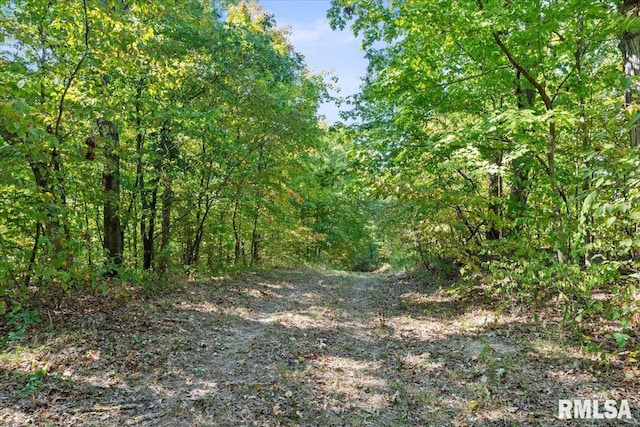 view of local wilderness