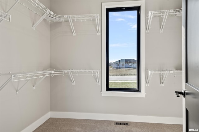 spacious closet featuring carpet