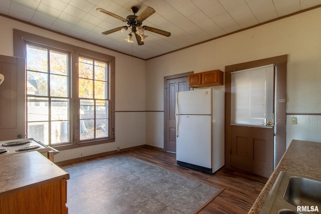 kitchen featuring sink, ornamental molding, ceiling fan, dark wood-type flooring, and white fridge