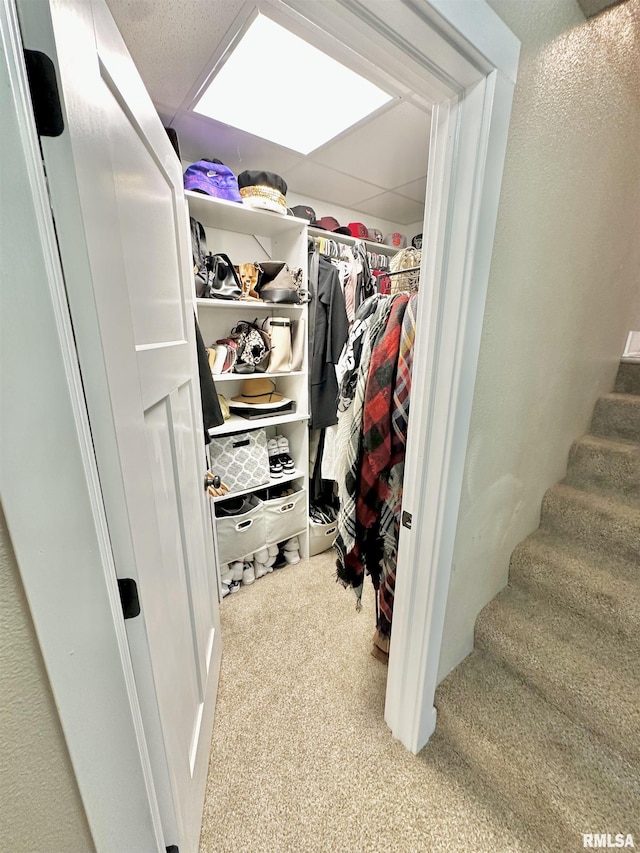 walk in closet featuring a drop ceiling and light colored carpet