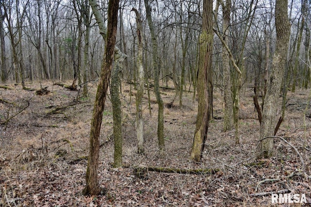 view of local wilderness