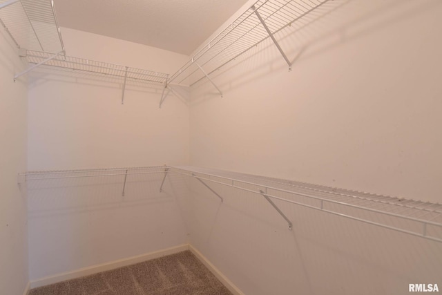 walk in closet with carpet flooring