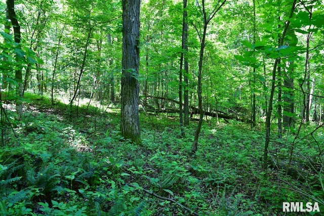 7059 Midway Rd, Metropolis, IL 62960 - view of wooded area