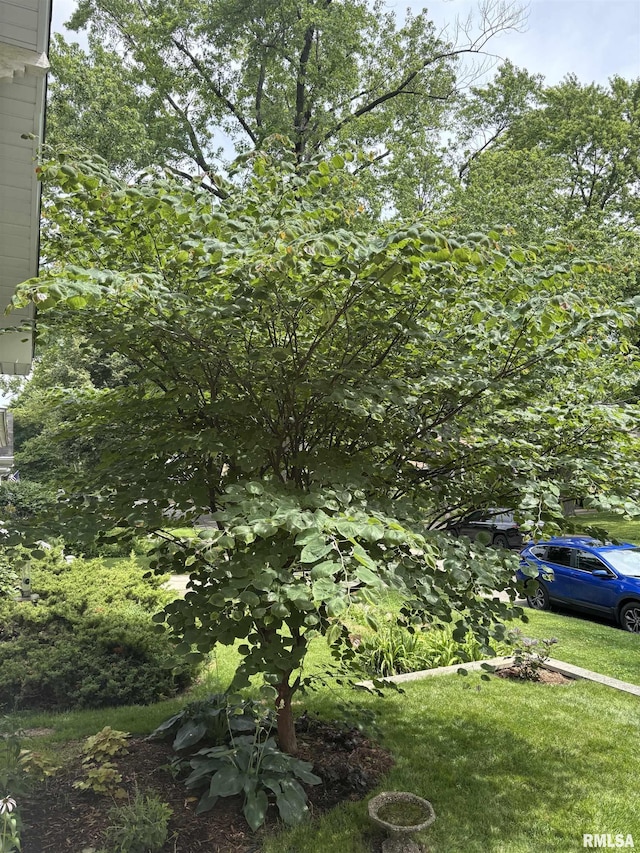 1905 S Whittier Ave, Springfield, IL 62704 - view of grassy yard