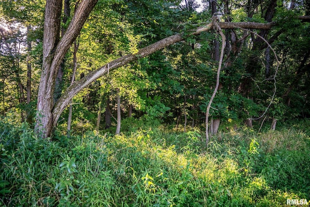 623 Jasper Rd, Centralia, IL 62801 - view of tree filled area