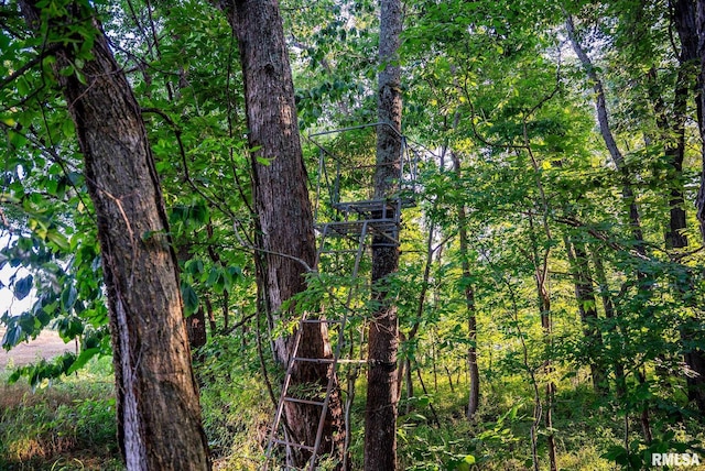 623 Jasper Rd, Centralia, IL 62801 - view of wooded area