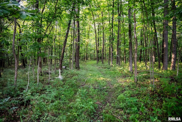 623 Jasper Rd, Centralia, IL 62801 - view of wooded area