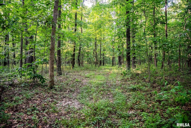 623 Jasper Rd, Centralia, IL 62801 - view of tree filled area