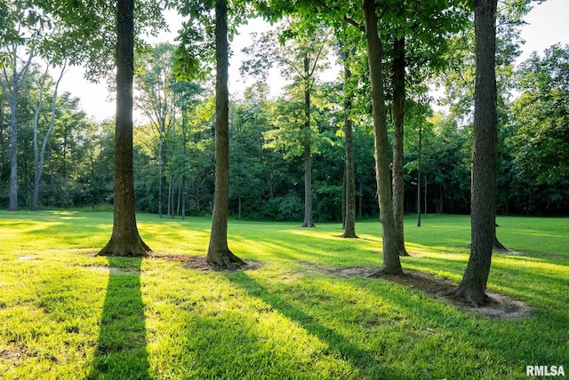 623 Jasper Rd, Centralia, IL 62801 - view of green lawn