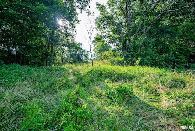 23490 E Maple Rd, Bluford, IL 62814 - view of local wilderness