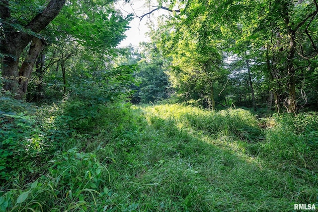 23490 E Maple Rd, Bluford, IL 62814 - view of wooded area