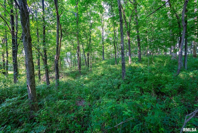 23490 E Maple Rd, Bluford, IL 62814 - view of tree filled area