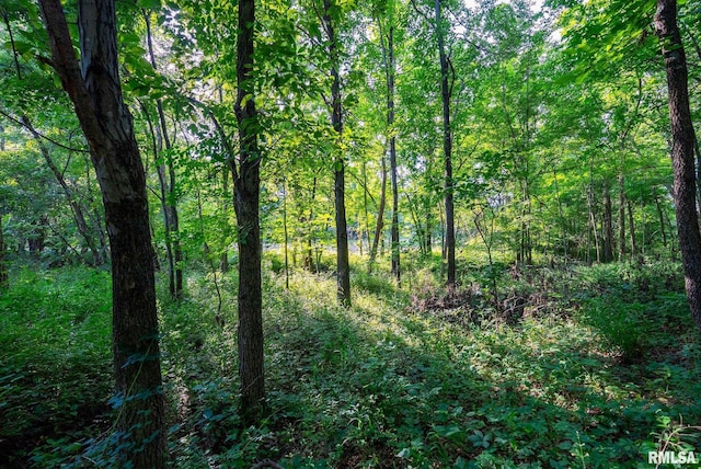 23490 E Maple Rd, Bluford, IL 62814 - view of tree filled area