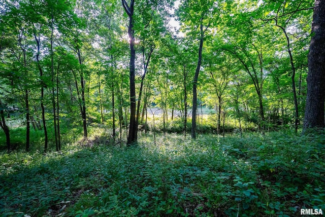 23490 E Maple Rd, Bluford, IL 62814 - view of tree filled area