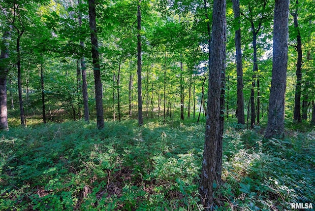 23490 E Maple Rd, Bluford, IL 62814 - view of wooded area